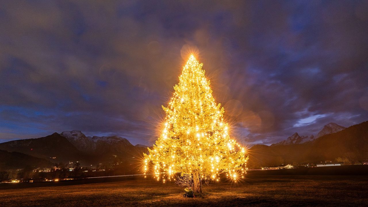 Weihnachtsbaum vor dem Haus Weihnachtsbaum vor dem Haus